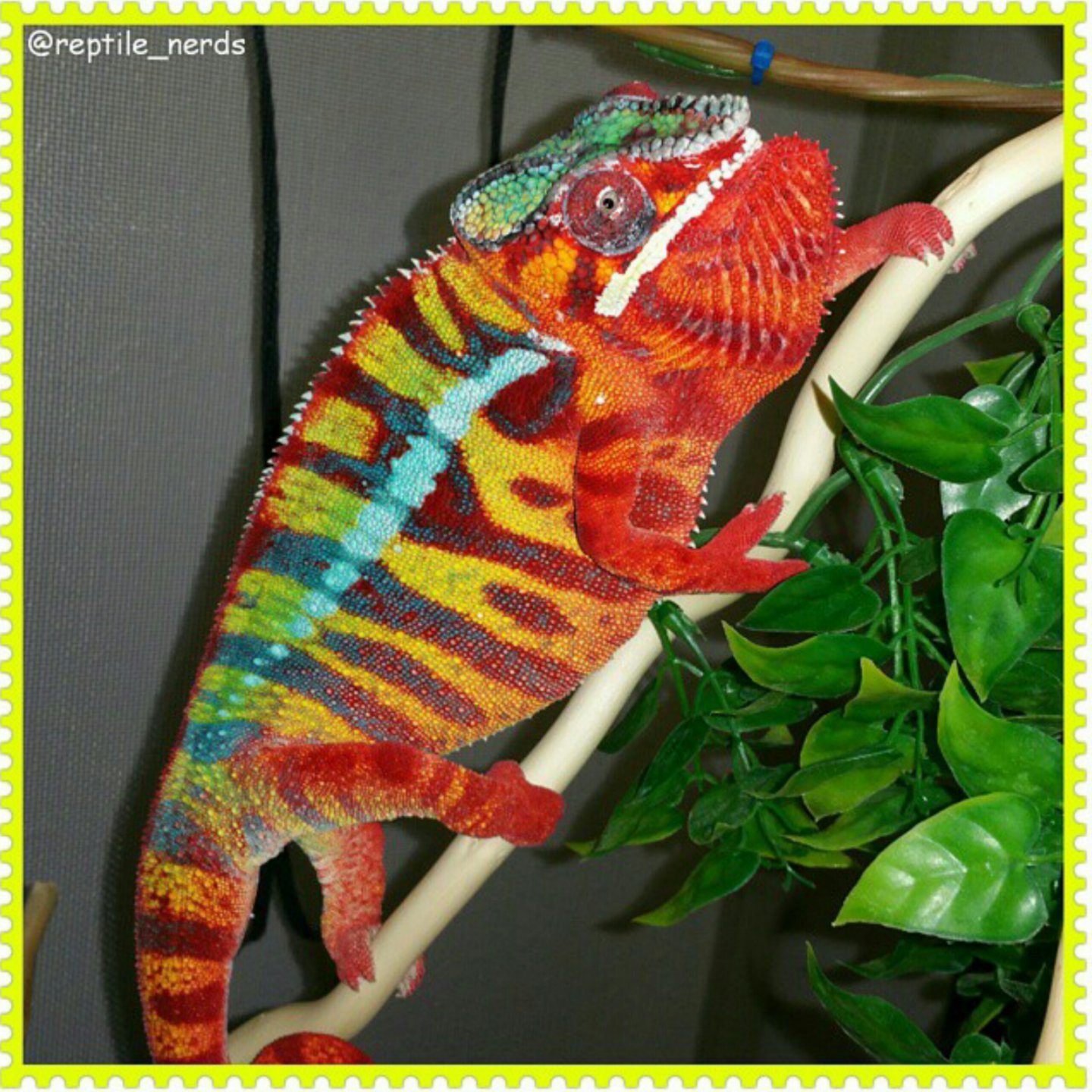 PhotoGrid_1458505765572.jpg
