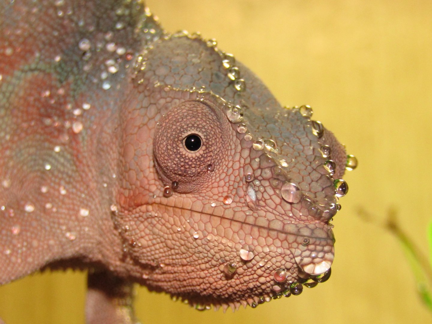 Pix droplets 3.JPG