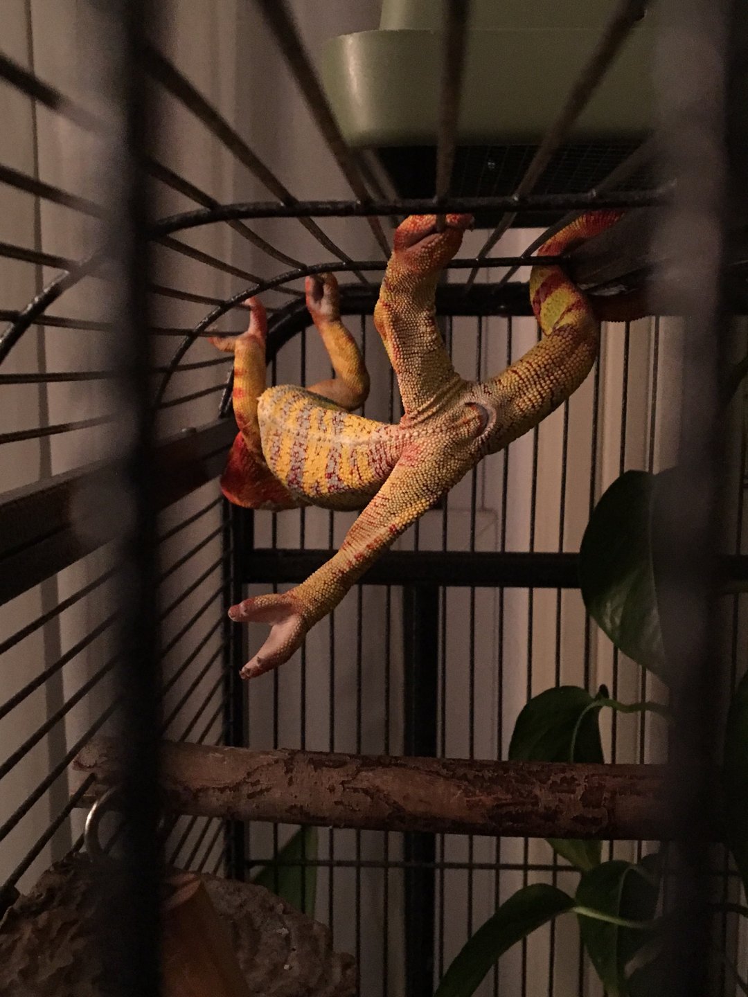 pixelHanginAsleep.JPG