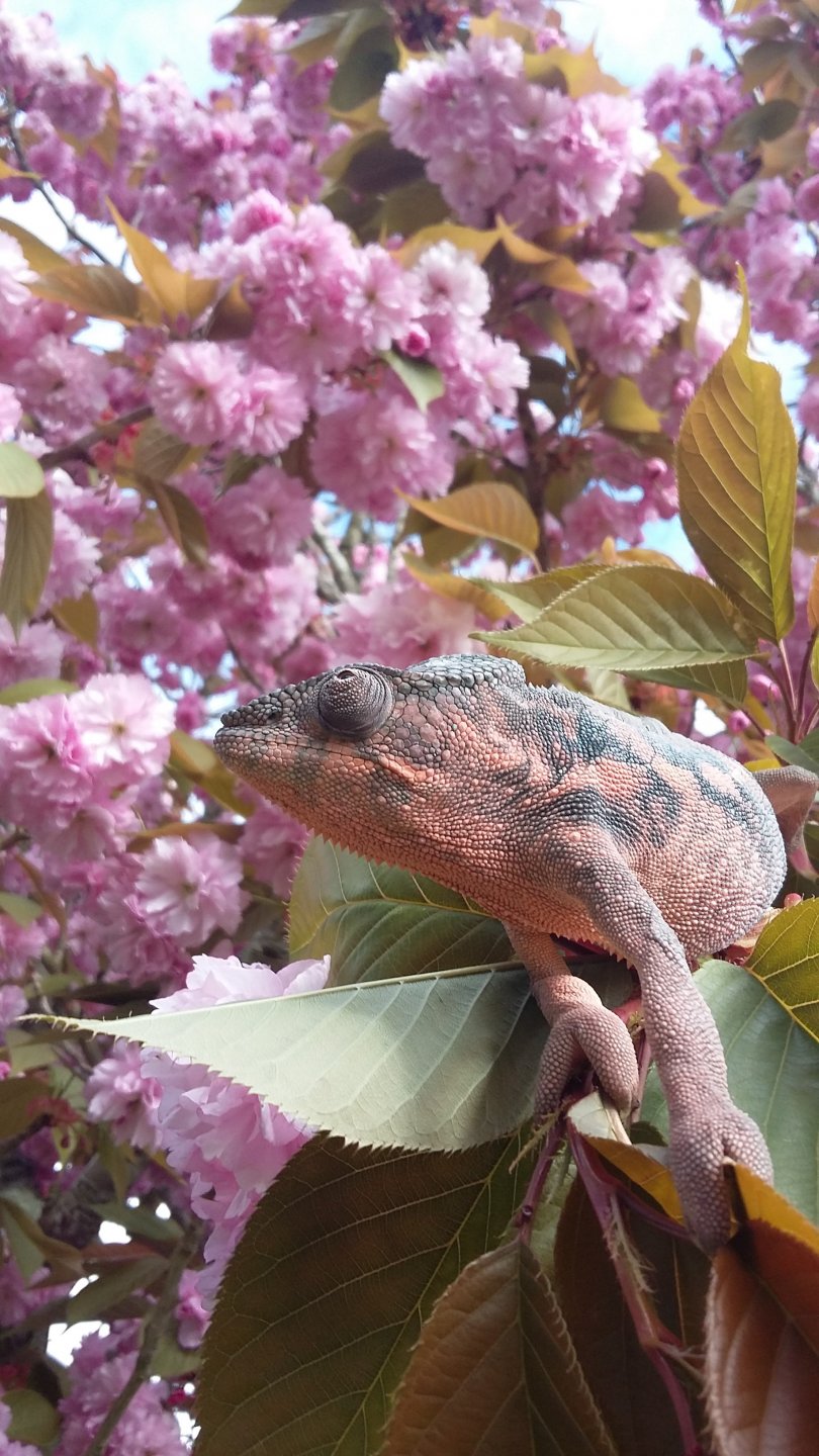 Pixie 1.jpg