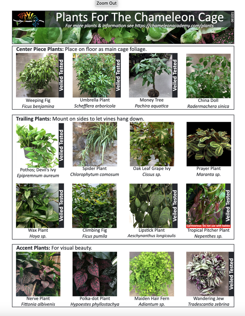 plants 2024.png