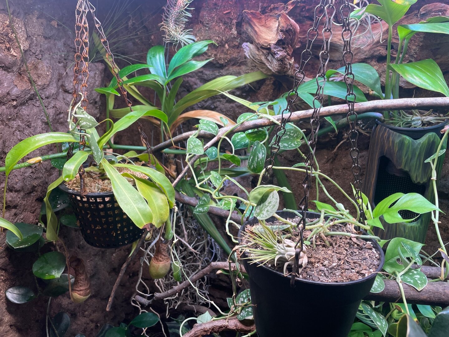plants.jpg
