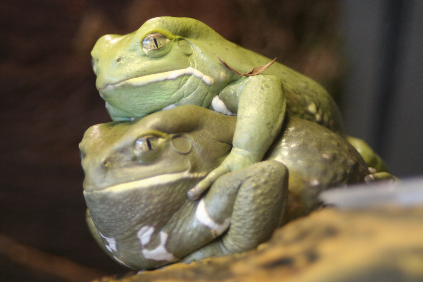 Portrait Piggyback 6 16.jpg