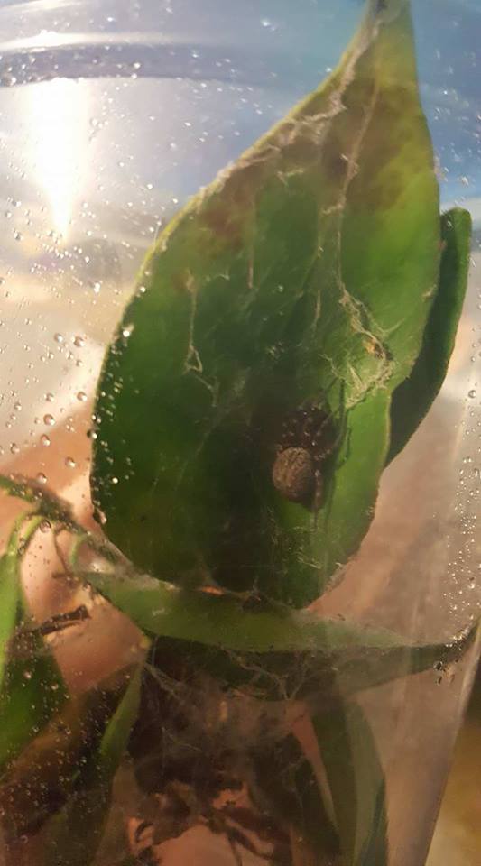 Pregnant grey house spood.jpg