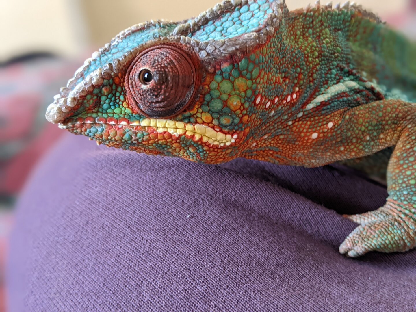 Looking after an elderly chameleon | Chameleon Forums
