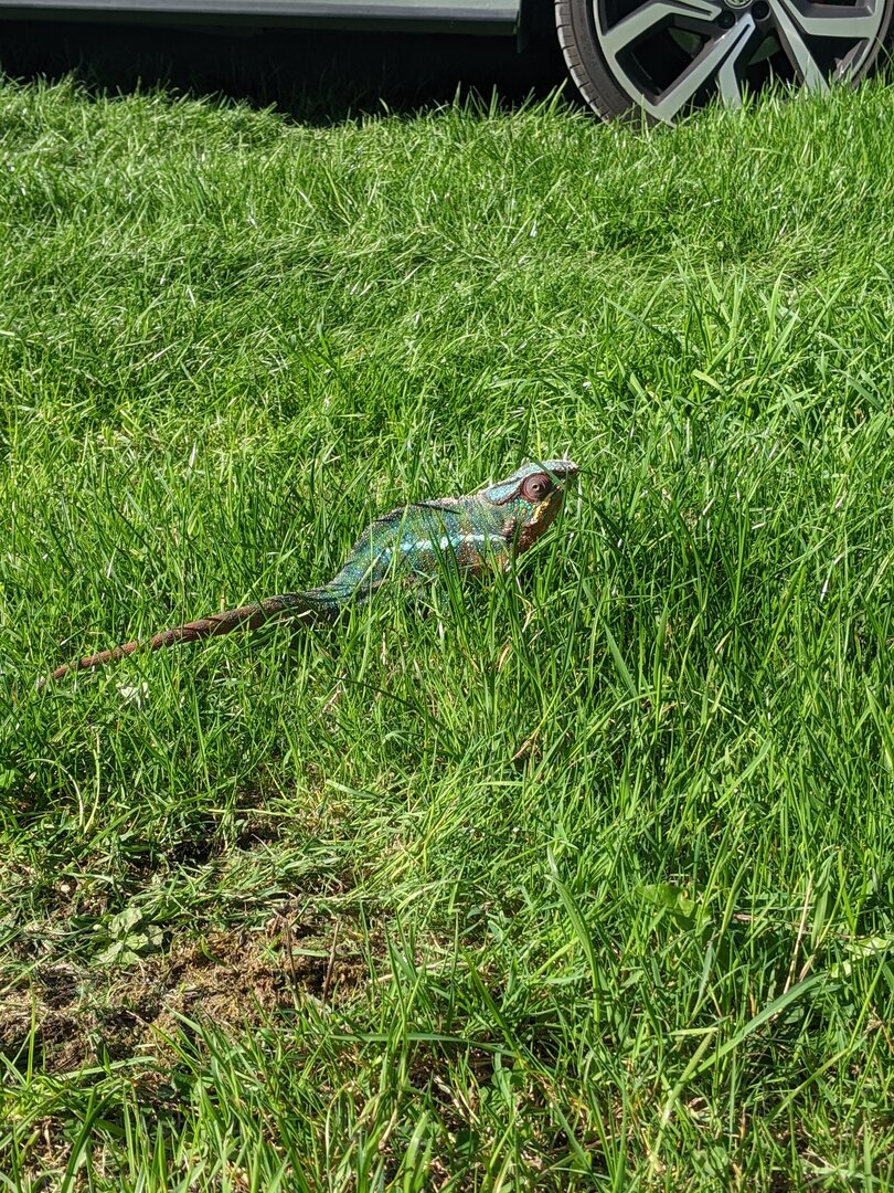 Looking after an elderly chameleon | Chameleon Forums