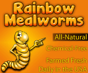 rainbow-mealworms.jpg