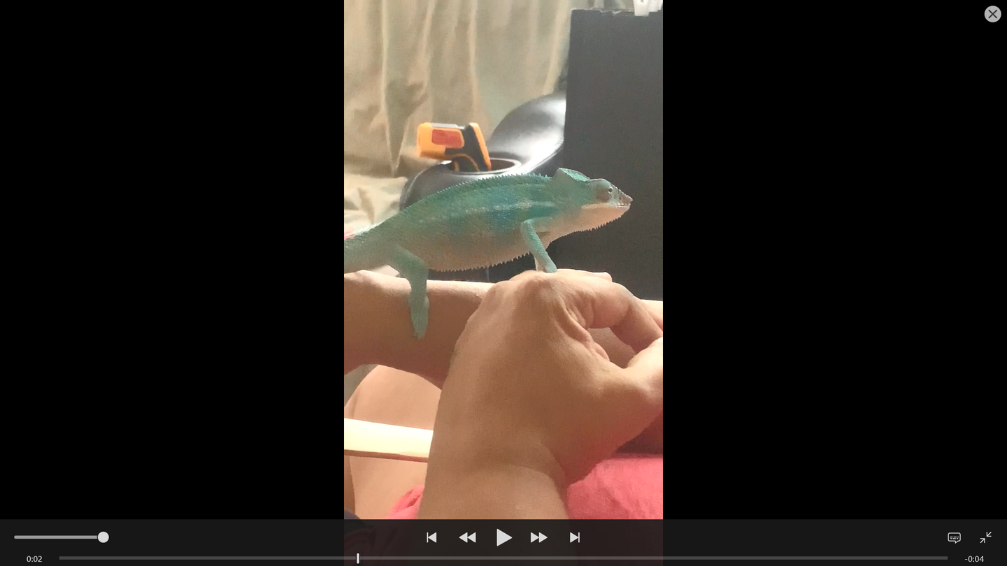 Rango's first time out.png