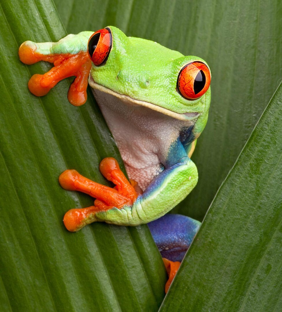 red-eyed-tree-frog-on-leaves-3-2.ngsversion.1599857829864.adapt.1900.1.jpg