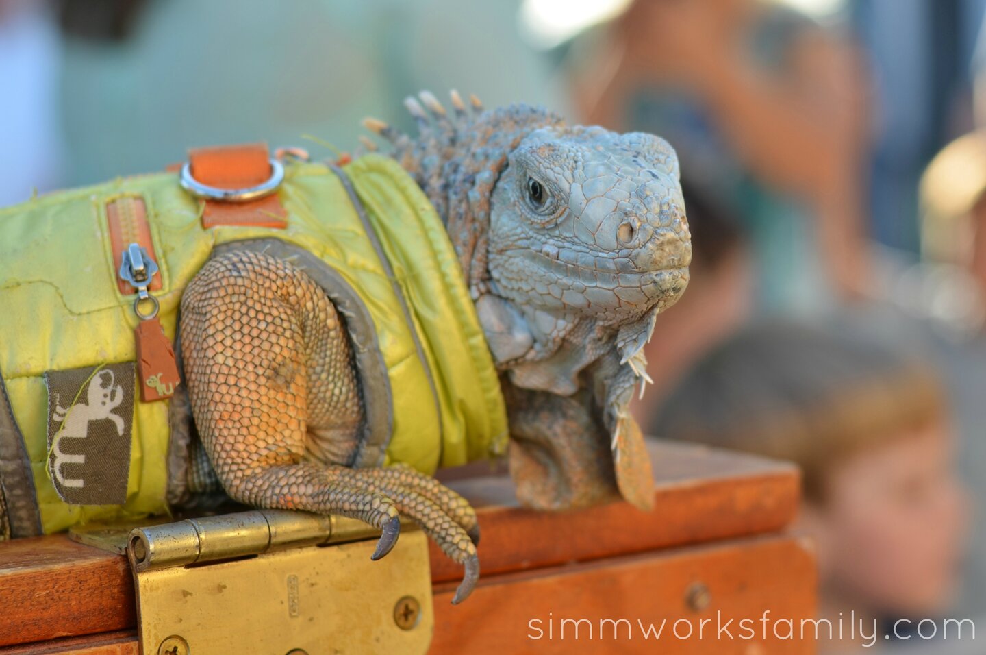 reptile-birthday-party-iguana.jpg
