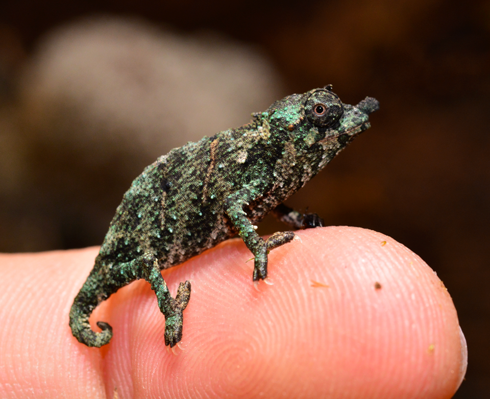 Rhampholeon Acuminatus - Captive Born Baby - Canvas Chameleons (1).png