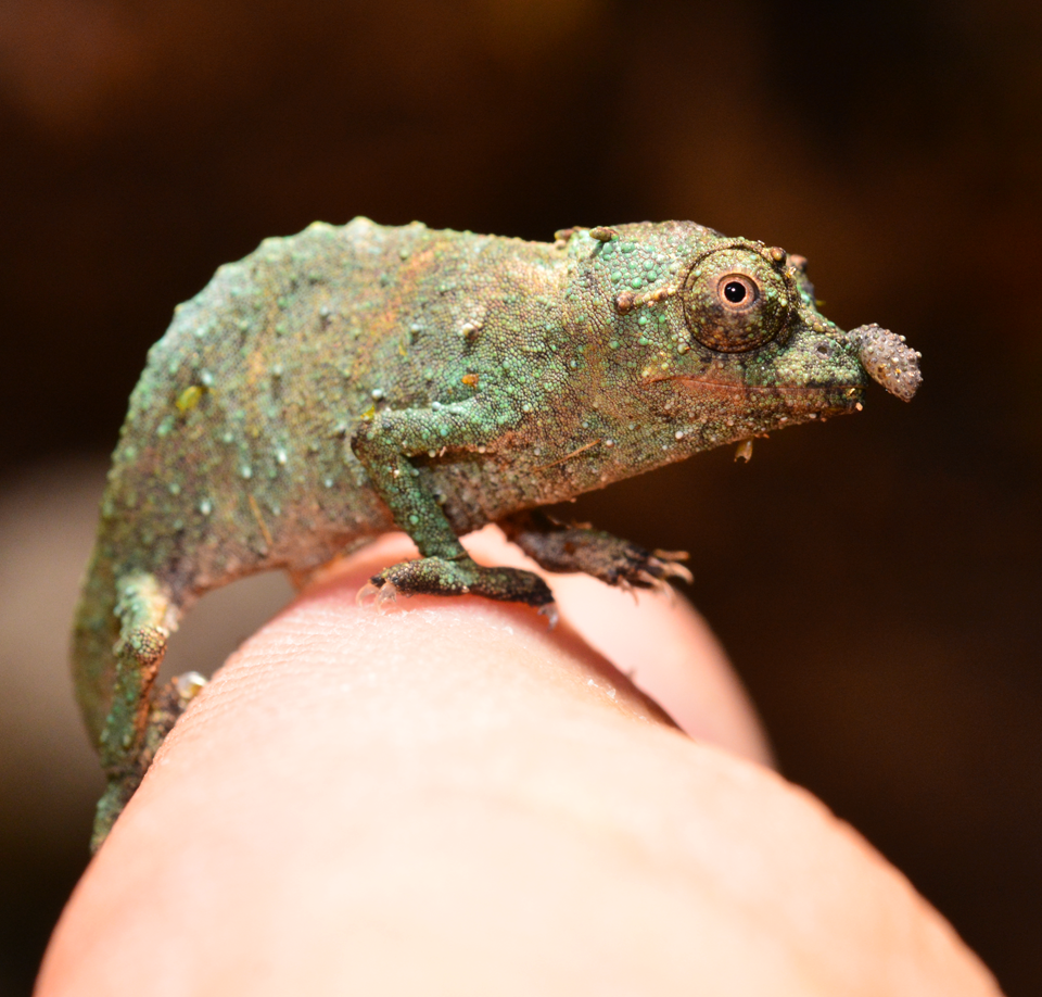 Rhampholeon Acuminatus - Captive Born Baby - Canvas Chameleons (10).png