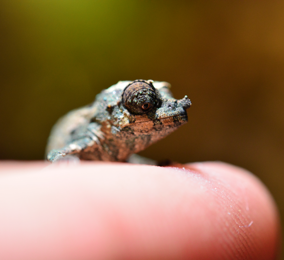 Rhampholeon Acuminatus - Captive Born Baby - Canvas Chameleons (12).png