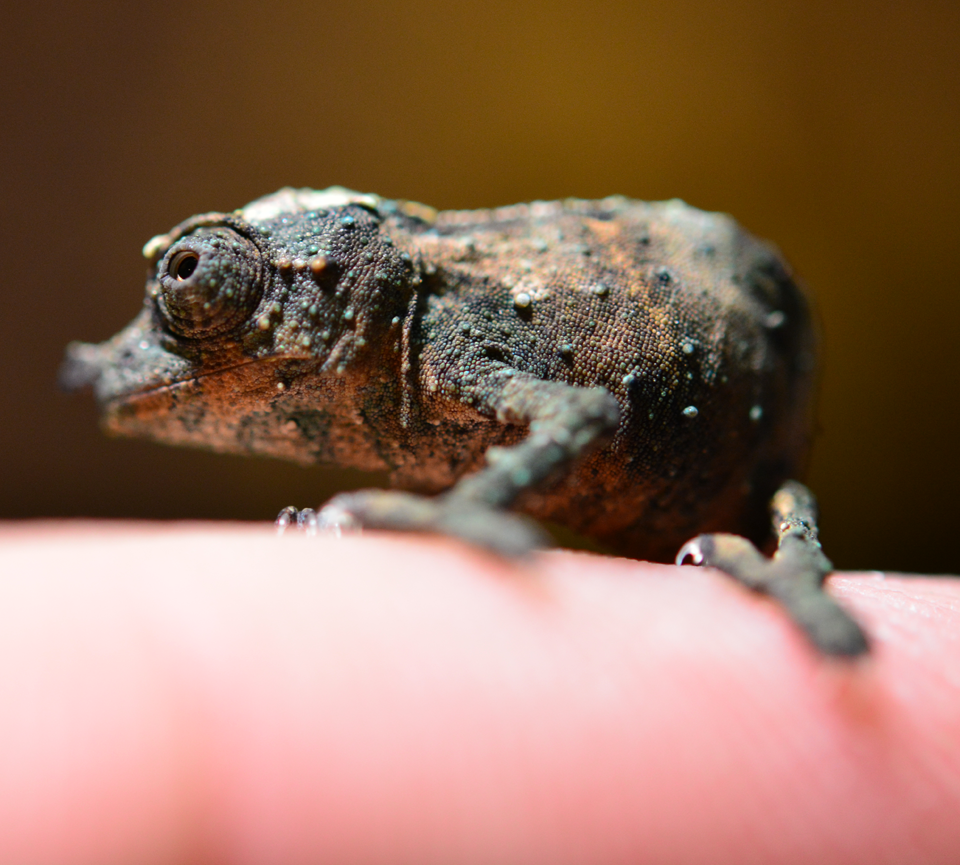 Rhampholeon Acuminatus - Captive Born Baby - Canvas Chameleons (13).png