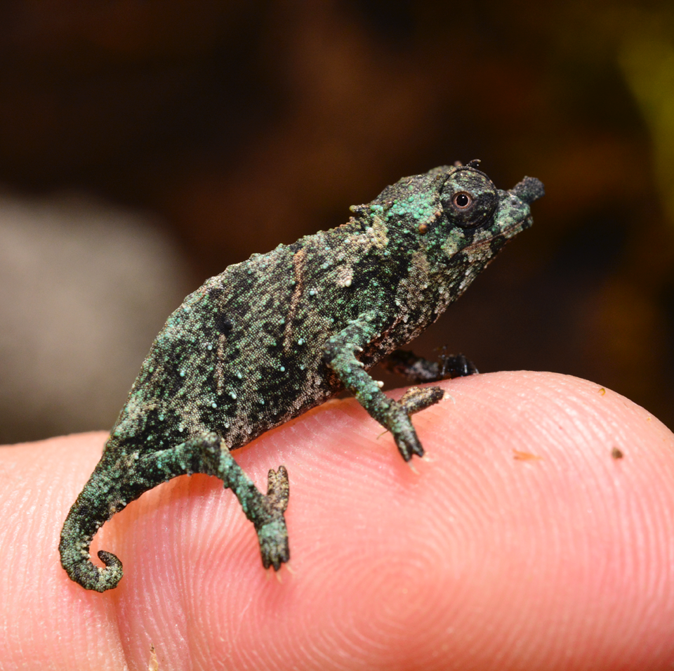 Rhampholeon Acuminatus - Captive Born Baby - Canvas Chameleons (4).png