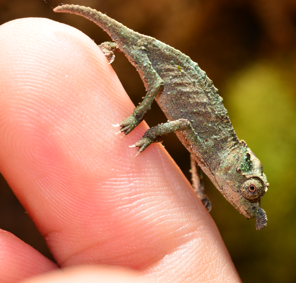 Rhampholeon Acuminatus - Captive Born Baby - Canvas Chameleons (6).png