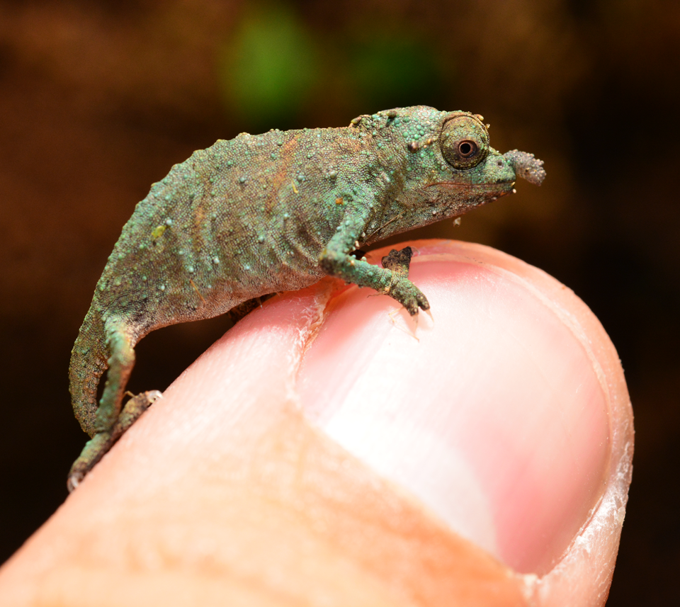 Rhampholeon Acuminatus - Captive Born Baby - Canvas Chameleons (7).png