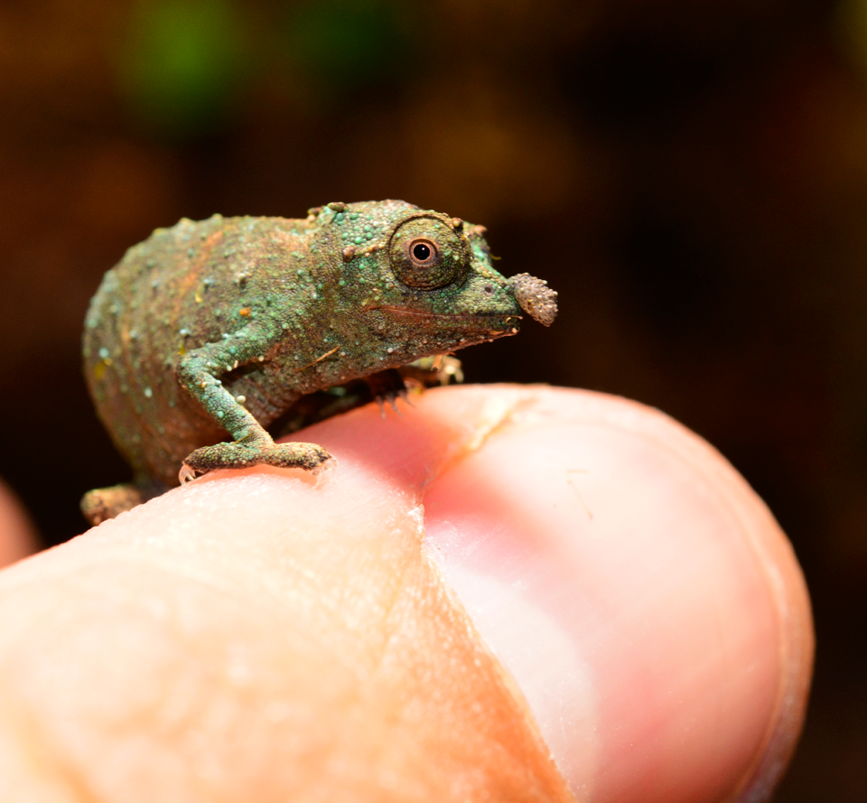 Rhampholeon Acuminatus - Captive Born Baby - Canvas Chameleons (8).png