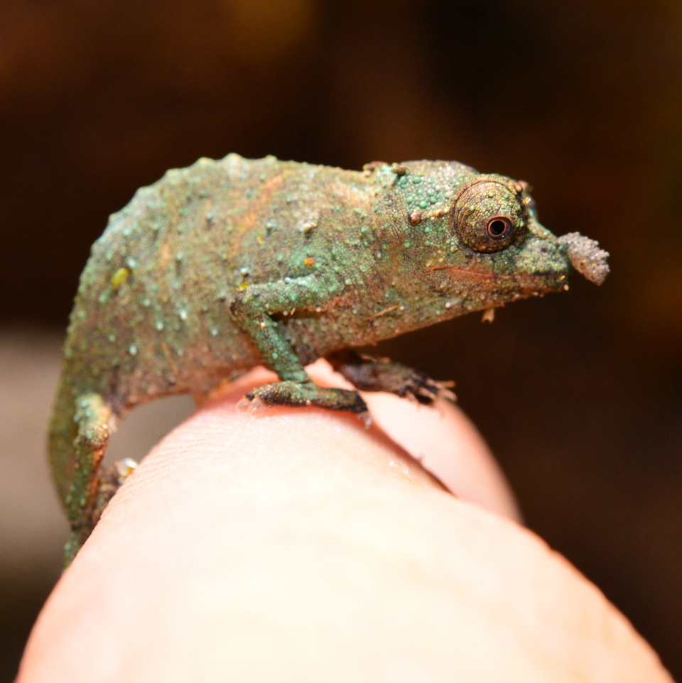 Rhampholeon Acuminatus - Captive Born Baby - Canvas Chameleons (9).png