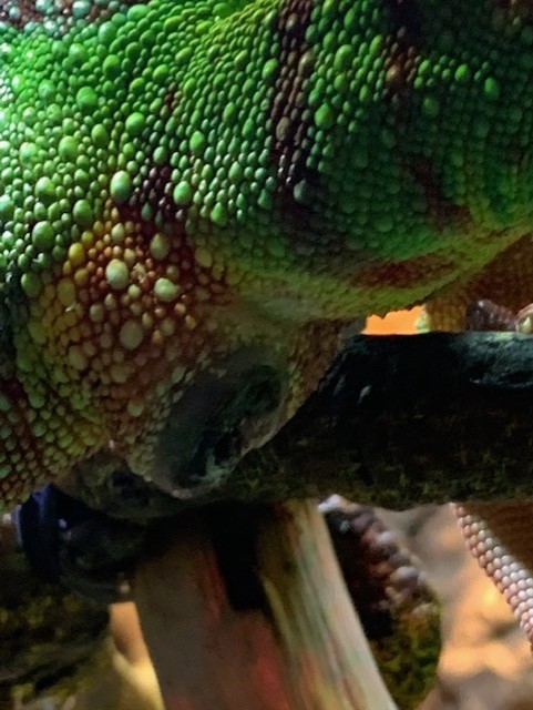 Ripley.jpg