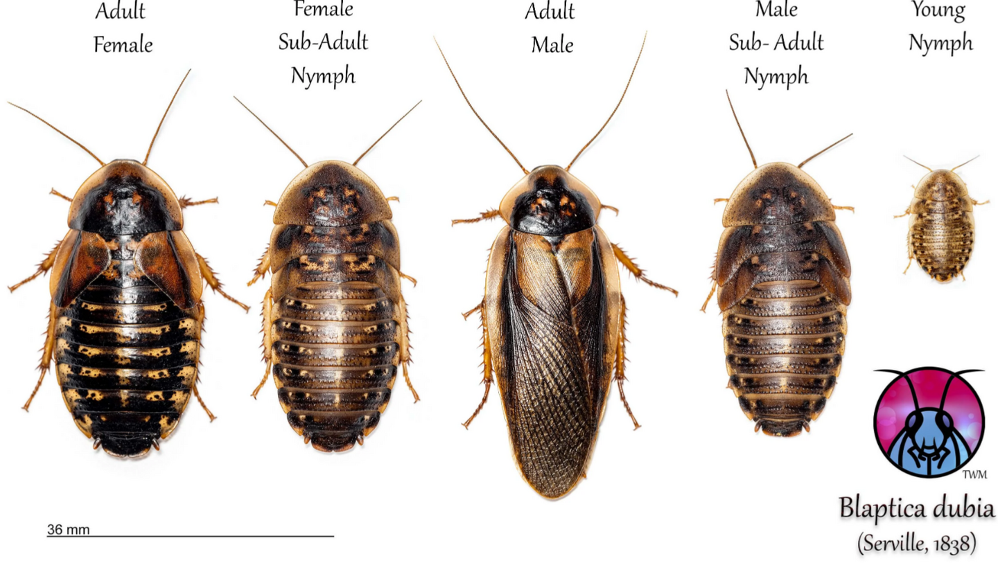 Roach Life Cycle.png