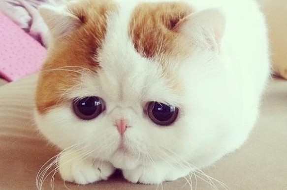 sad_kitty.jpg