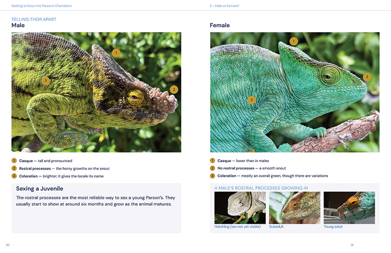 Sample Spread 3 800x518.jpg