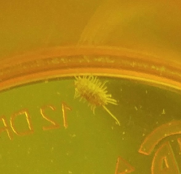 scary bug.jpg