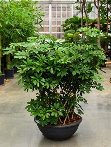 Schefflera-arboricola-150cm-Strahlenaralie-Zylinder-4SCARSS25_600x600.jpg