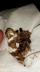 weird poop or vomit! | Chameleon Forums