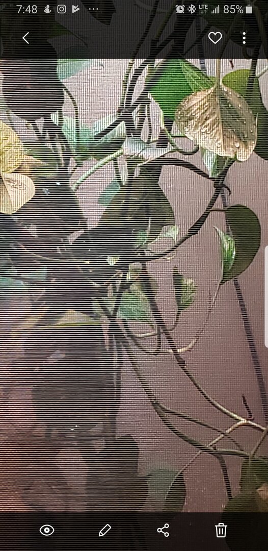 Screenshot_20190820-074816_Gallery.jpg