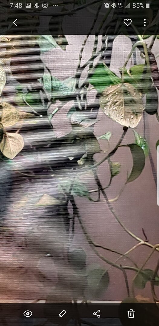Screenshot_20190820-074843_Gallery.jpg