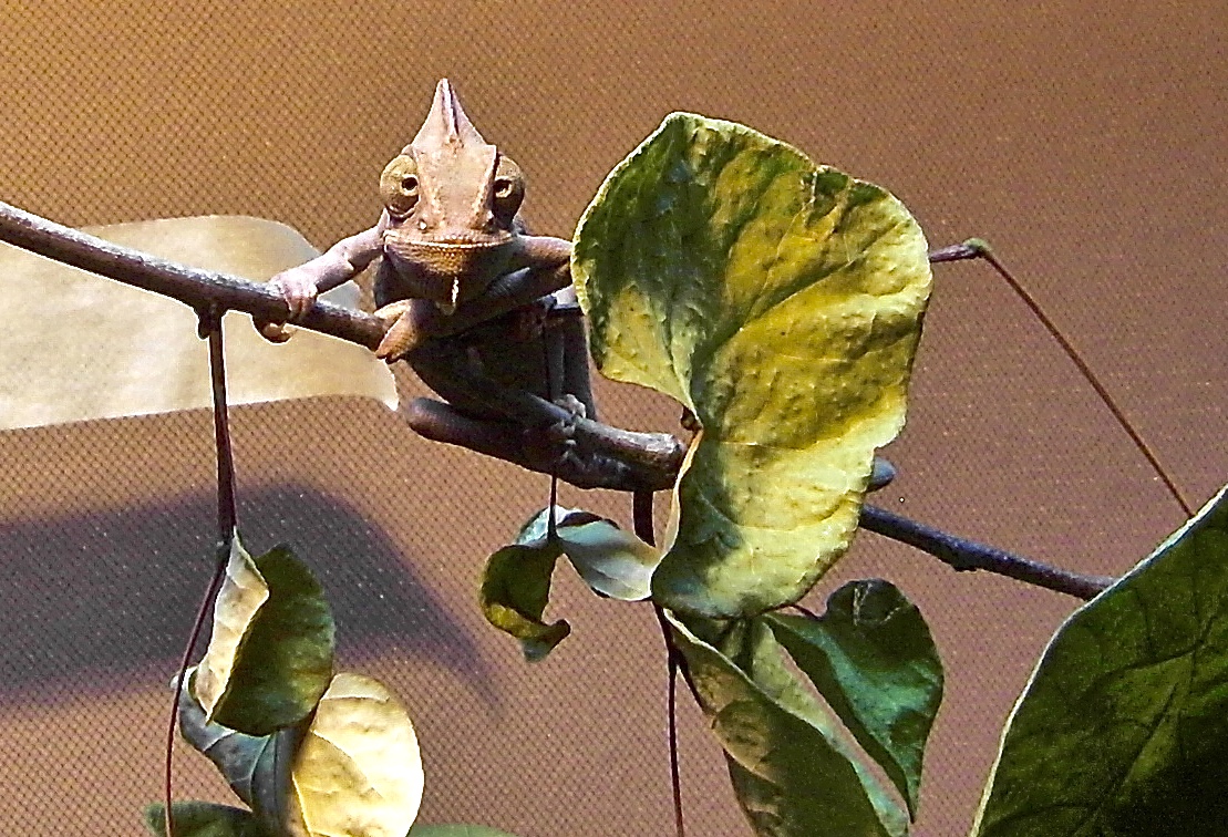 SDC10163.jpg