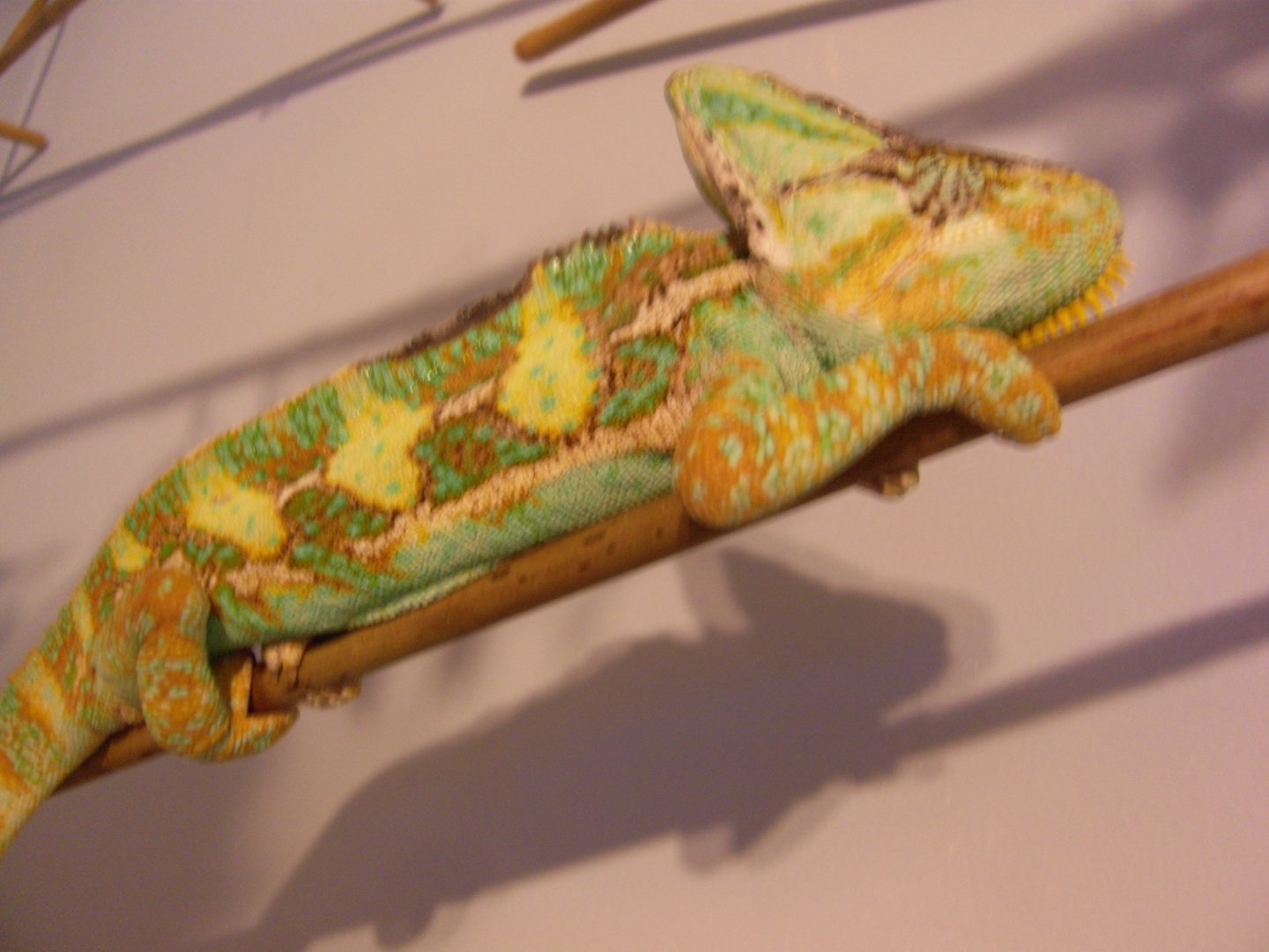 SDC13756.JPG