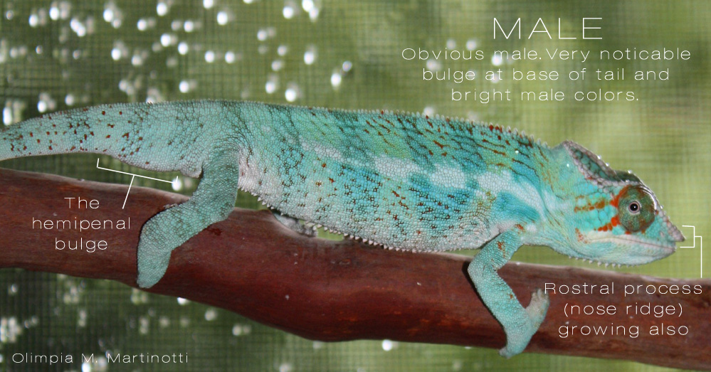 Sexing male 3.jpg