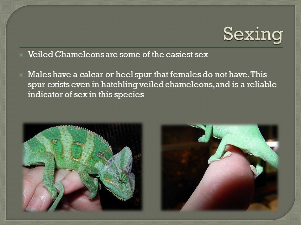 Sexing+Veiled+Chameleons+are+some+of+the+easiest+sex.jpg
