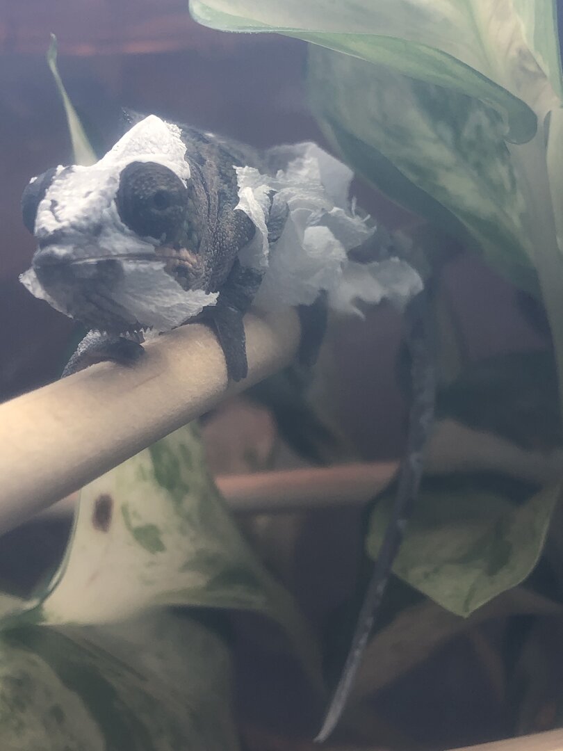 shed.jpg