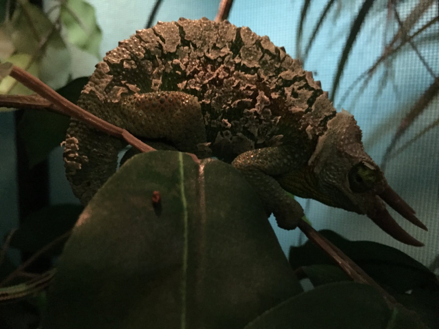 Shedding.JPG