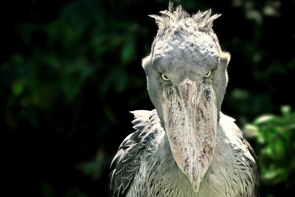 Shoebill-Stork-1.jpg