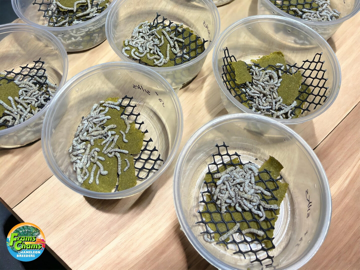 Silk cups.jpg