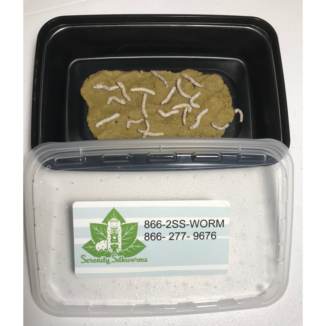silkworms--serenity-silkworms.jpg