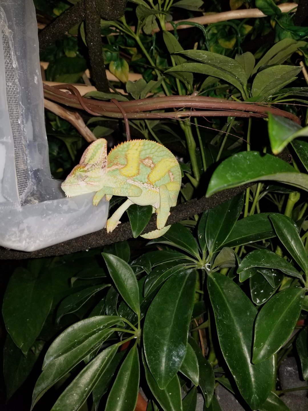 sleeping in feeder cup.jpg