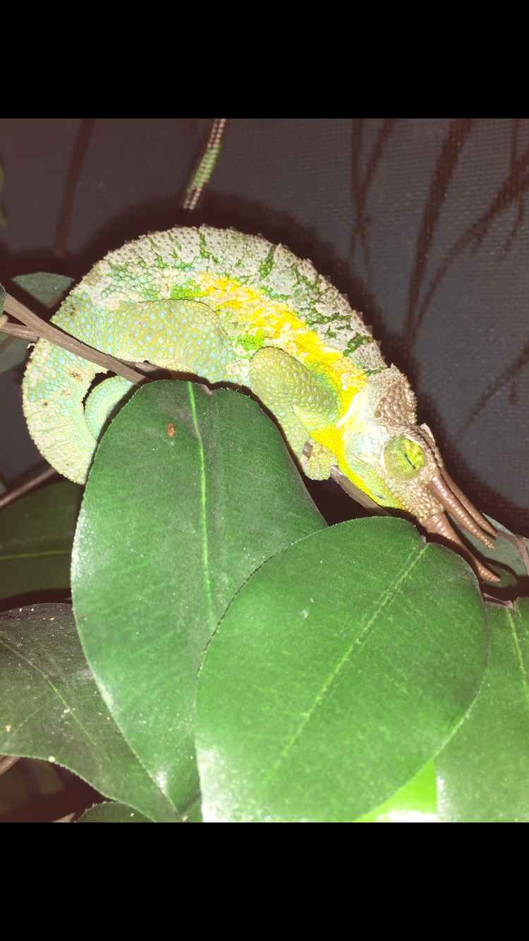 Sleeping & shedding.PNG