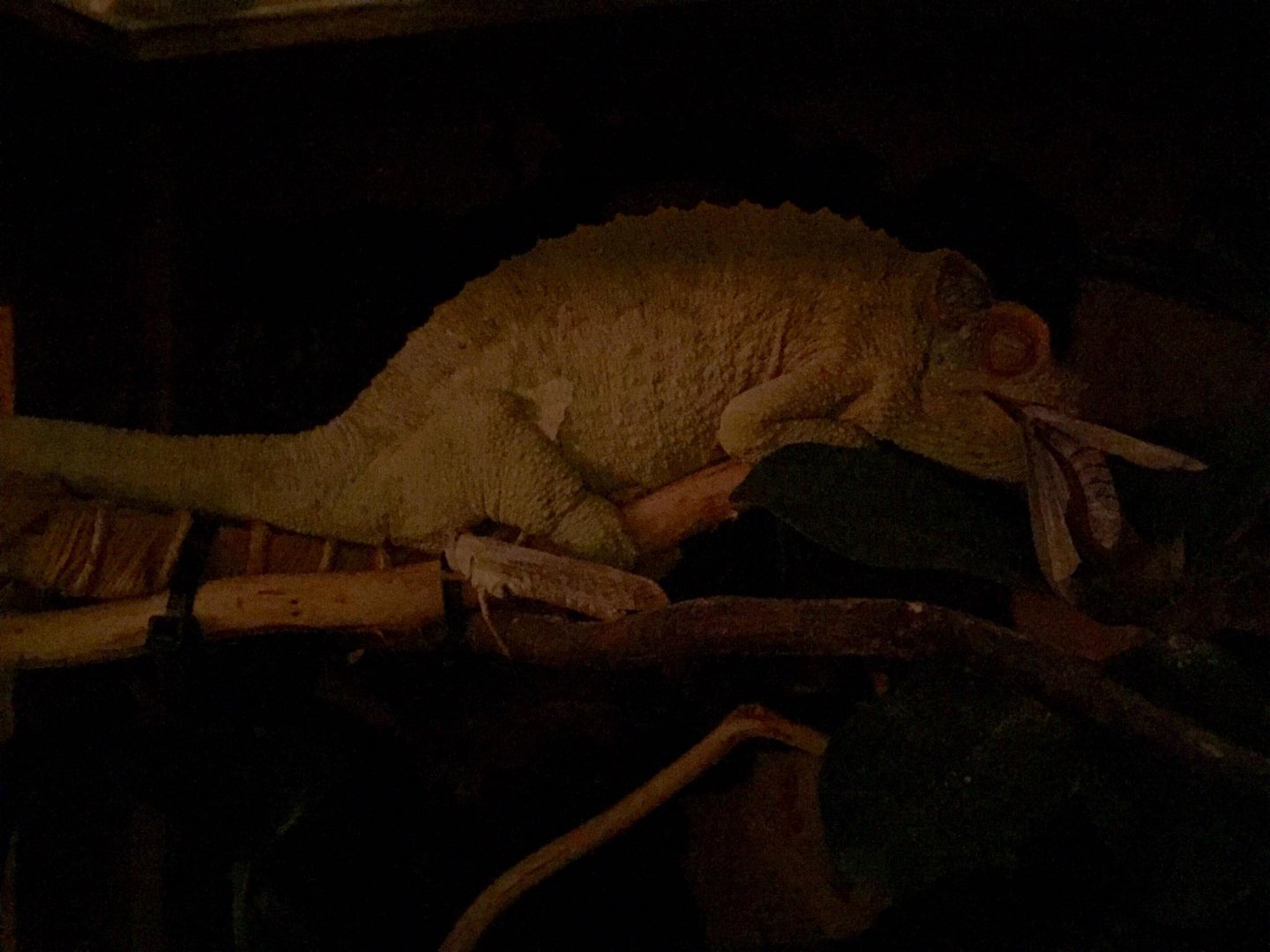 sleeping with bug.jpg