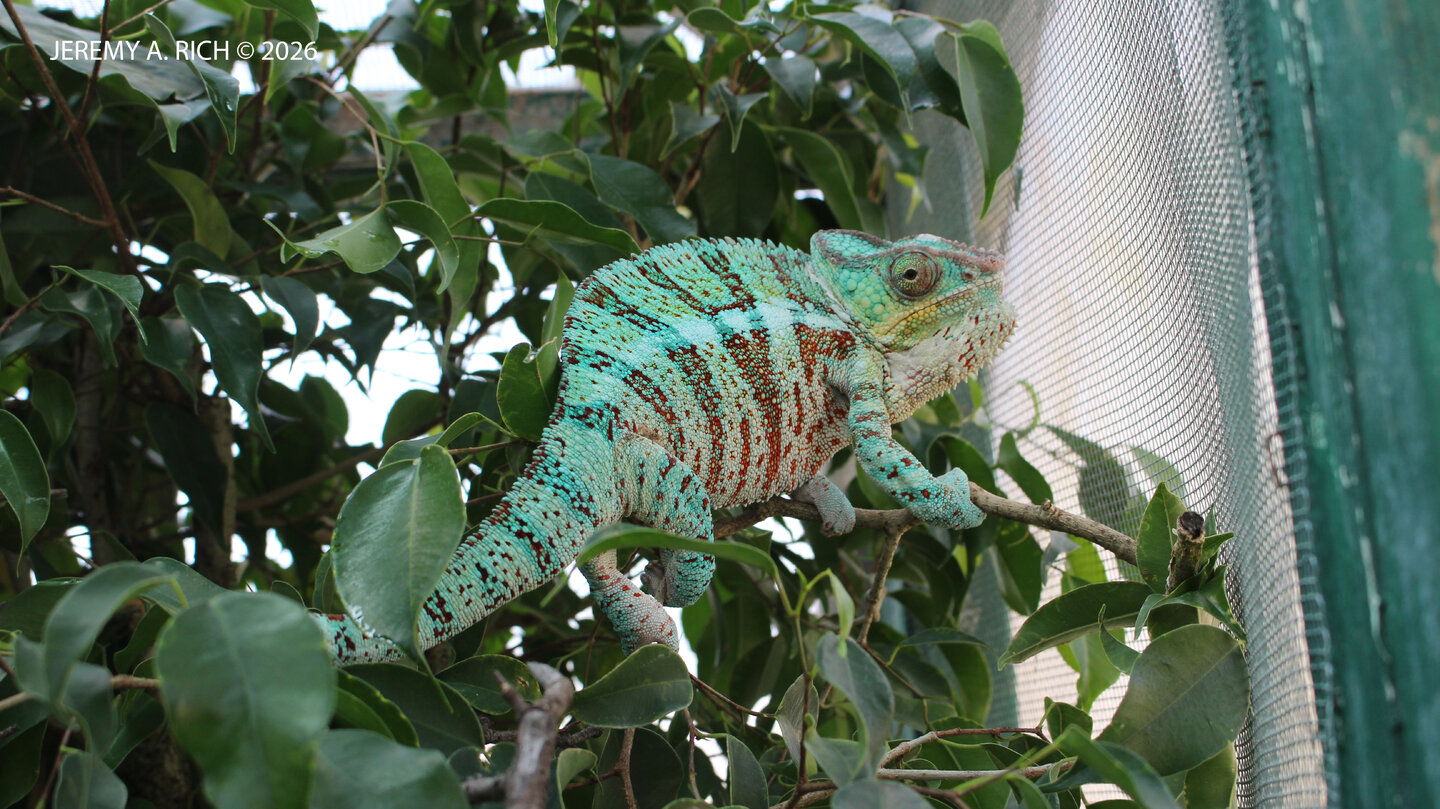 Socrates3.jpeg - Copy.JPG