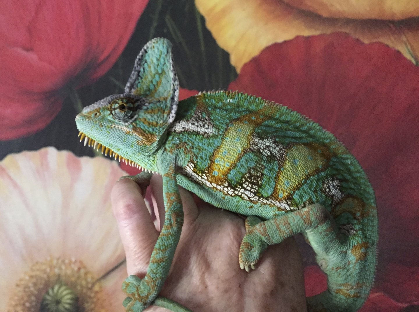 Spike Veiled.jpg