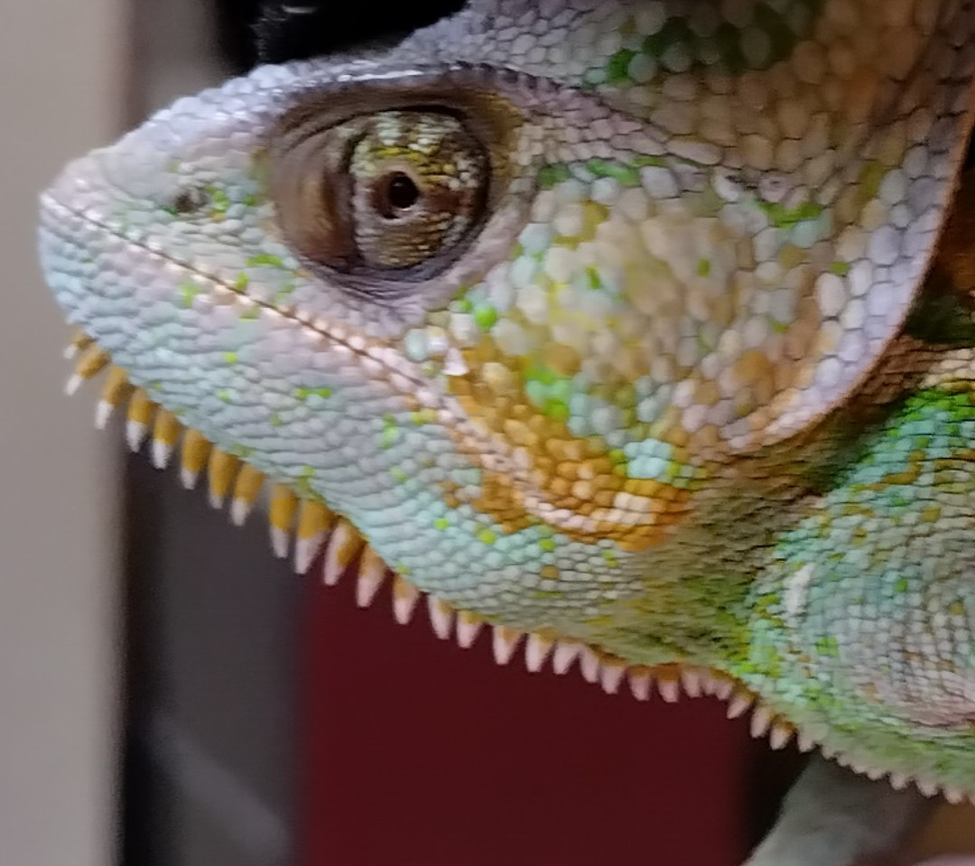 spooble eye spoobling as usual.png