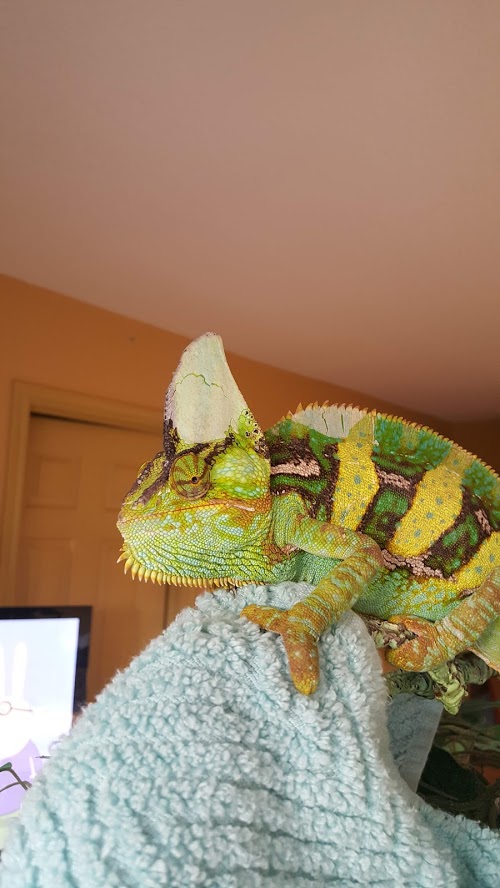 Squirt2.jpg