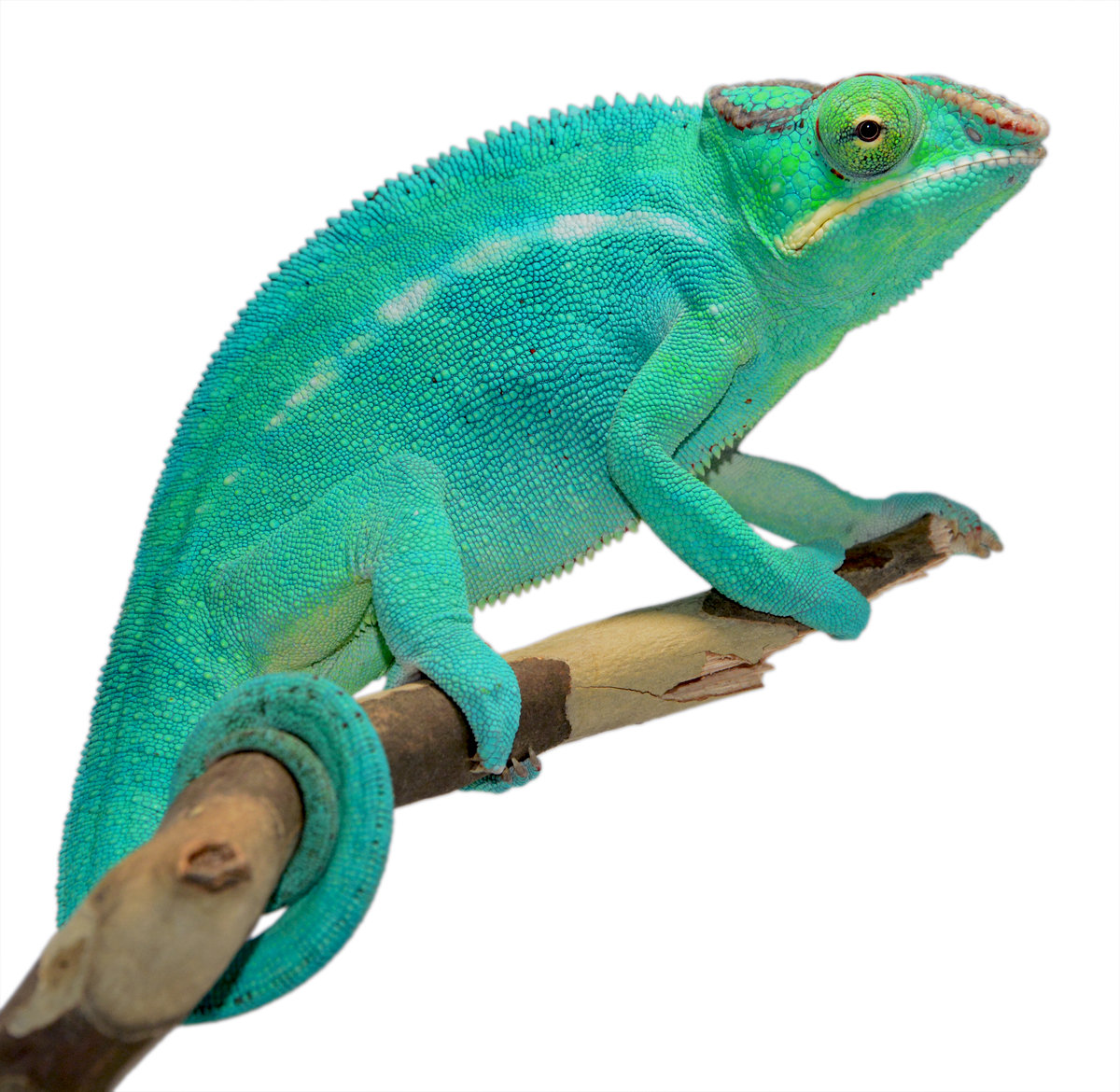 Stitch - Nosy Be Breeder- Canvas Chameleons (4) Small.jpg