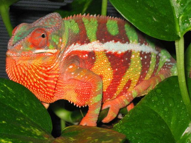Stumpy_1.jpg